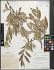 Foto von Salix glaucosericea Flod.